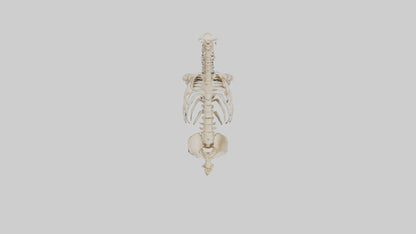 3D model Human Vertebral Column Skeleton model VR / AR / low-poly