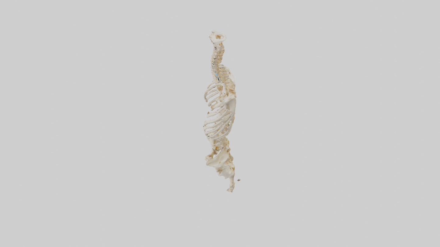3D model Human Vertebral Column Skeleton model VR / AR / low-poly