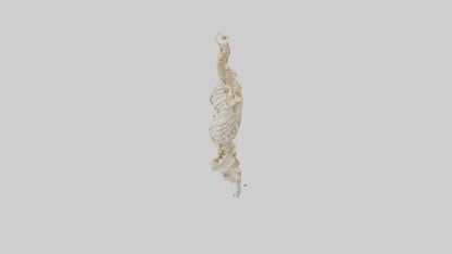 3D model Human Vertebral Column Skeleton model VR / AR / low-poly