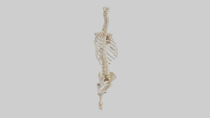 3D model Human Vertebral Column Skeleton model VR / AR / low-poly