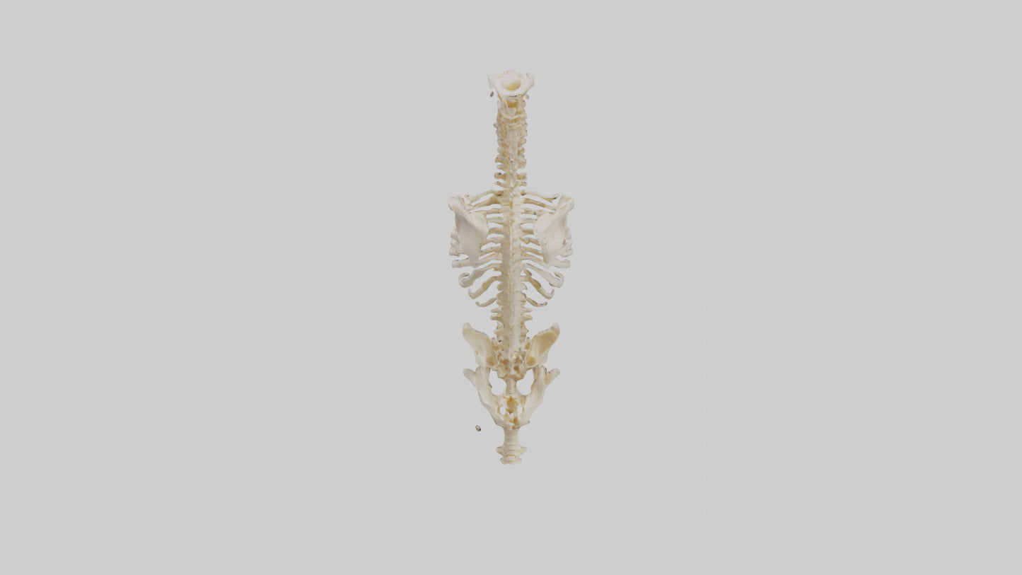 3D model Human Vertebral Column Skeleton model VR / AR / low-poly
