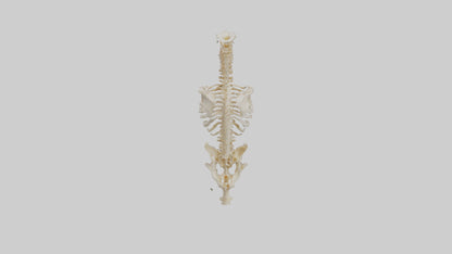 3D model Human Vertebral Column Skeleton model VR / AR / low-poly