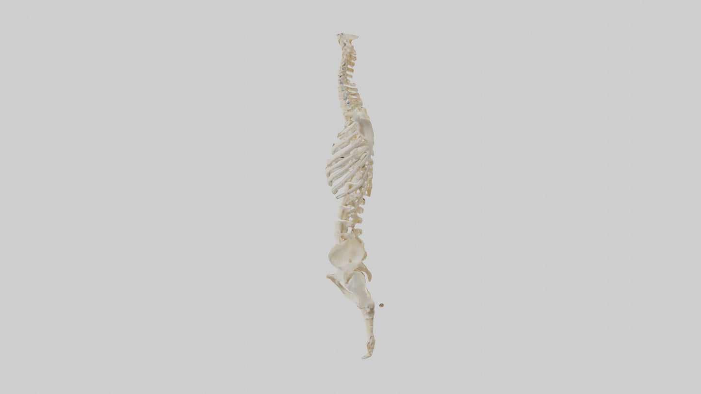 3D model Human Vertebral Column Skeleton model VR / AR / low-poly