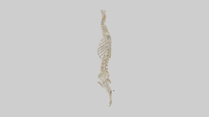 3D model Human Vertebral Column Skeleton model VR / AR / low-poly
