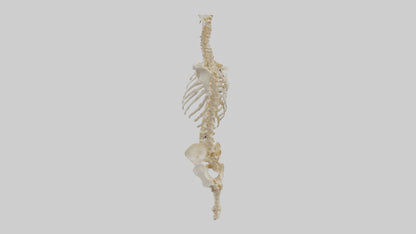 3D model Human Vertebral Column Skeleton model VR / AR / low-poly