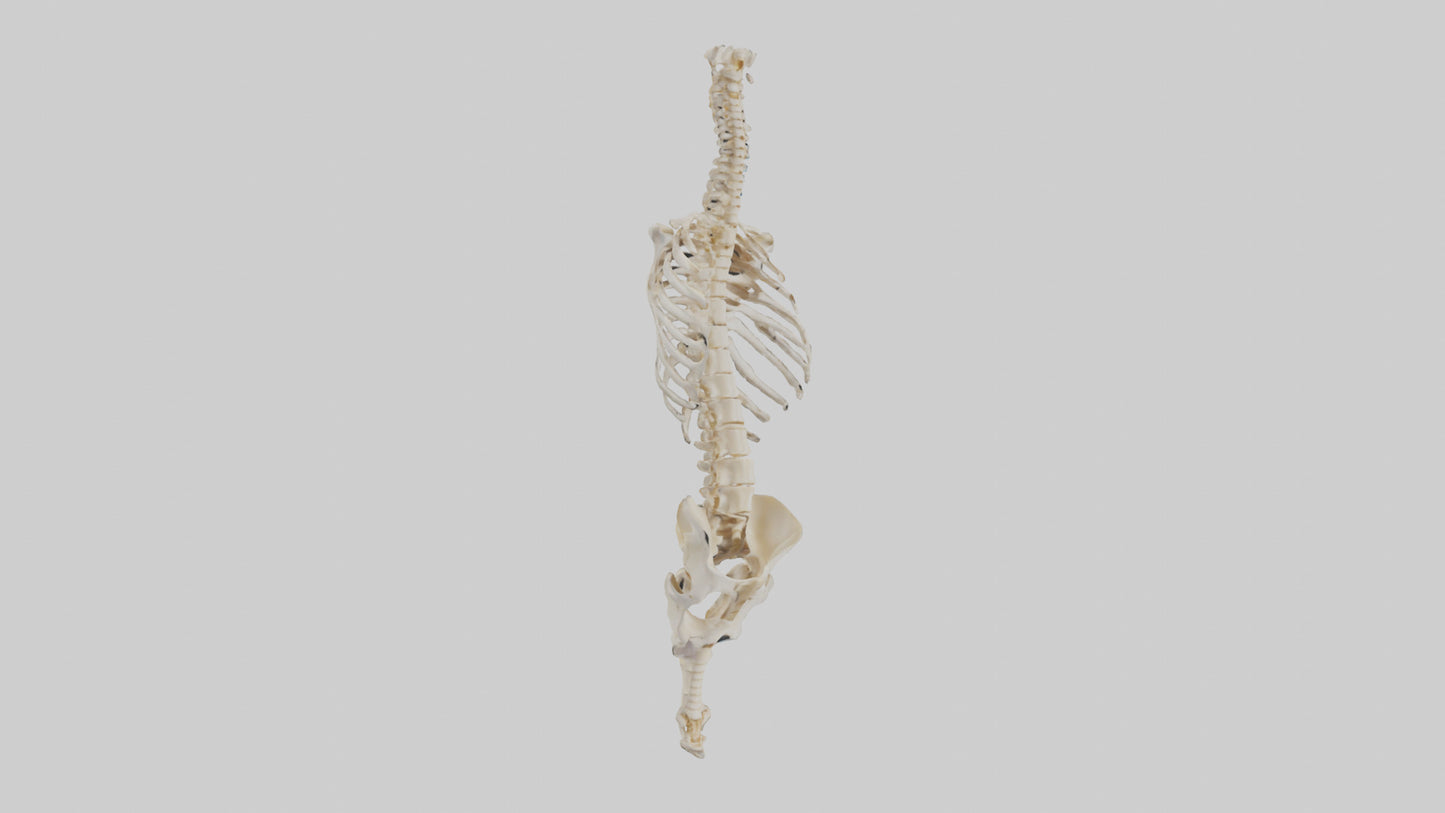 3D model Human Vertebral Column Skeleton model VR / AR / low-poly