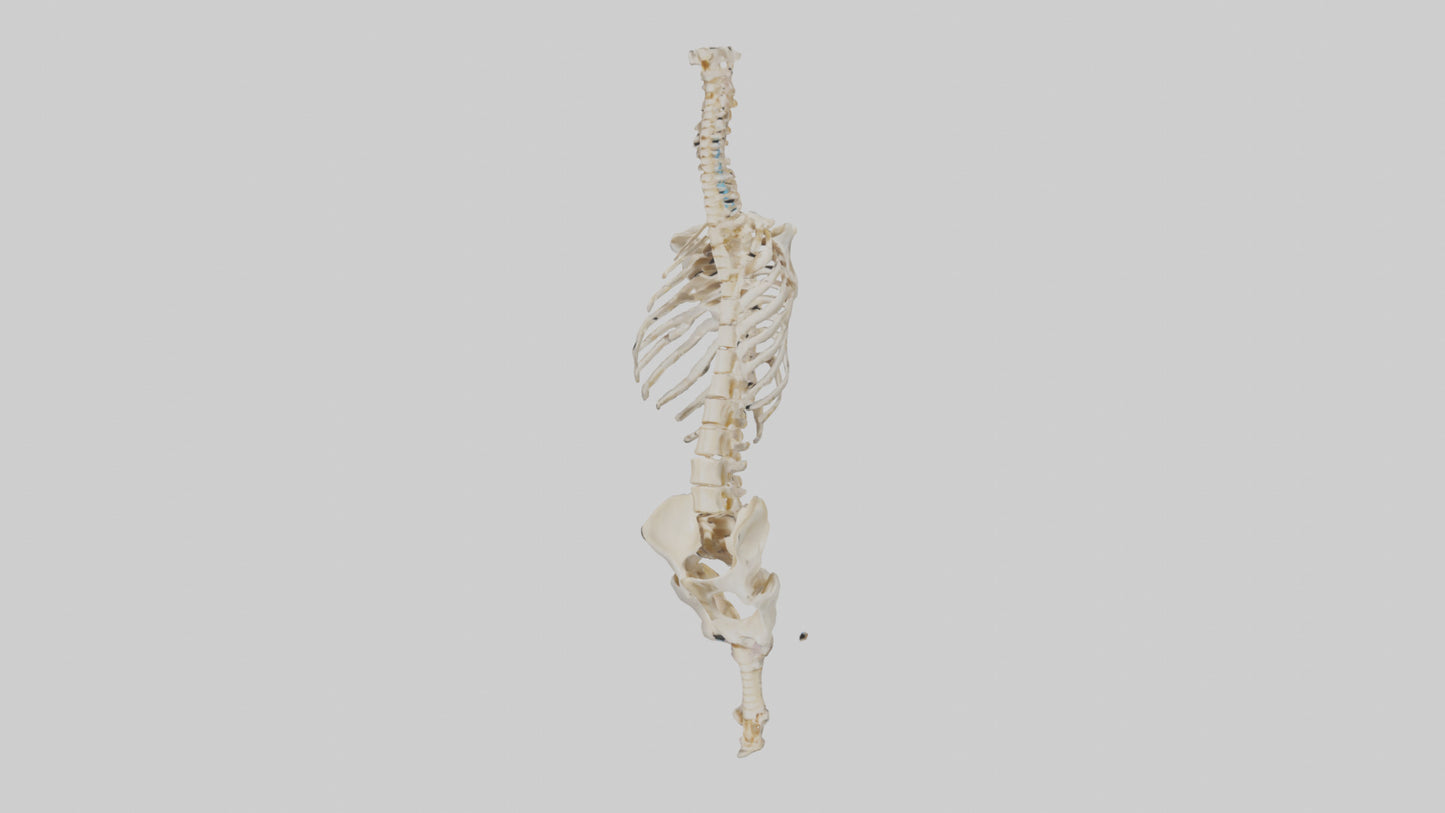 3D model Human Vertebral Column Skeleton model VR / AR / low-poly