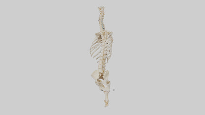 3D model Human Vertebral Column Skeleton model VR / AR / low-poly