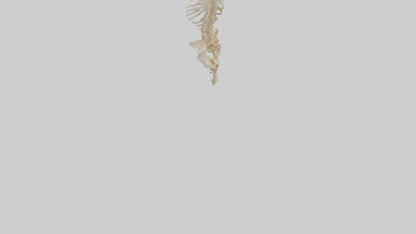 3D model Human Vertebral Column Skeleton model VR / AR / low-poly