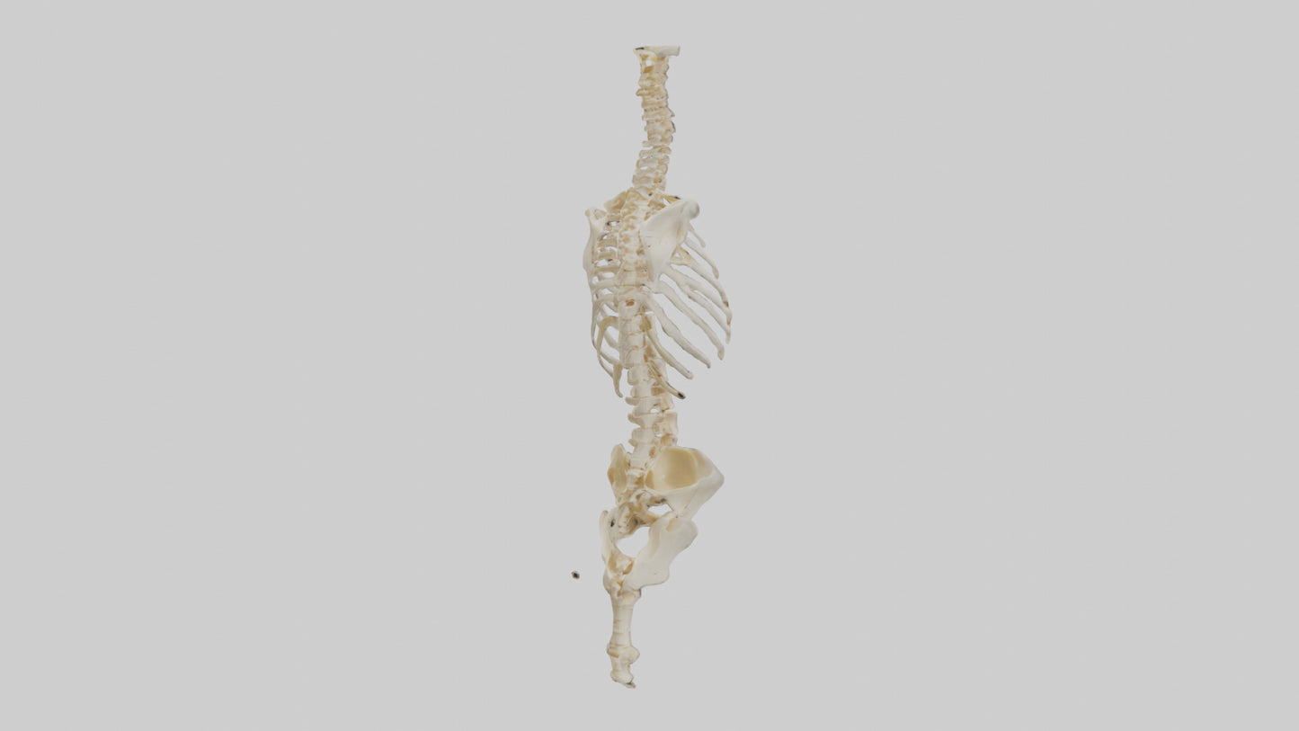 3D model Human Vertebral Column Skeleton model VR / AR / low-poly