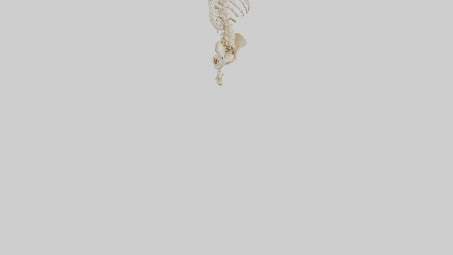 3D model Human Vertebral Column Skeleton model VR / AR / low-poly
