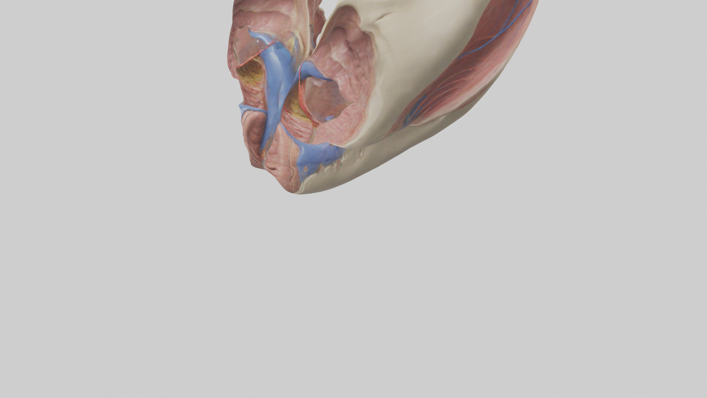 3D model Human Vocal Cords Model VR / AR / low-poly