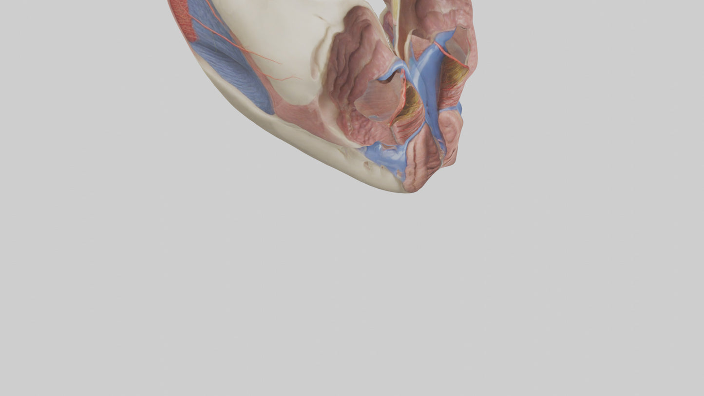 3D model Human Vocal Cords Model VR / AR / low-poly