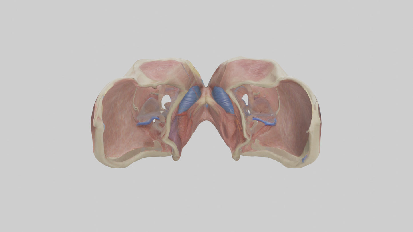 3D model Human Vocal Cords Model VR / AR / low-poly