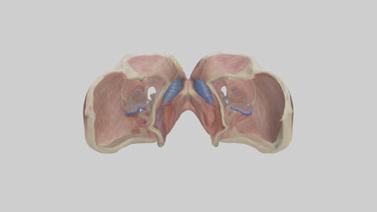 3D model Human Vocal Cords Model VR / AR / low-poly