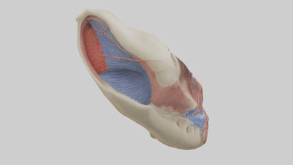 3D model Human Vocal Cords Model VR / AR / low-poly