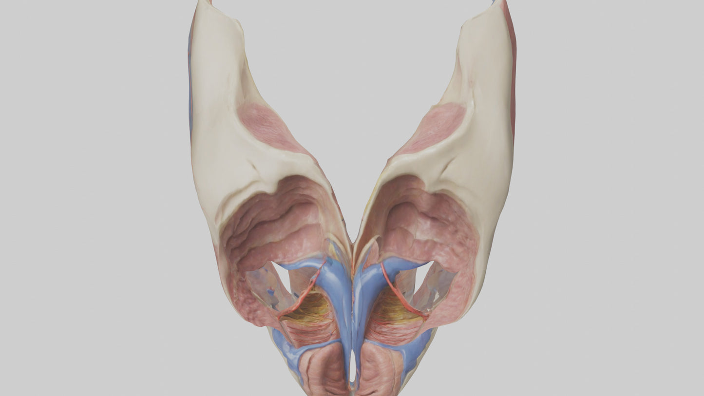 3D model Human Vocal Cords Model VR / AR / low-poly