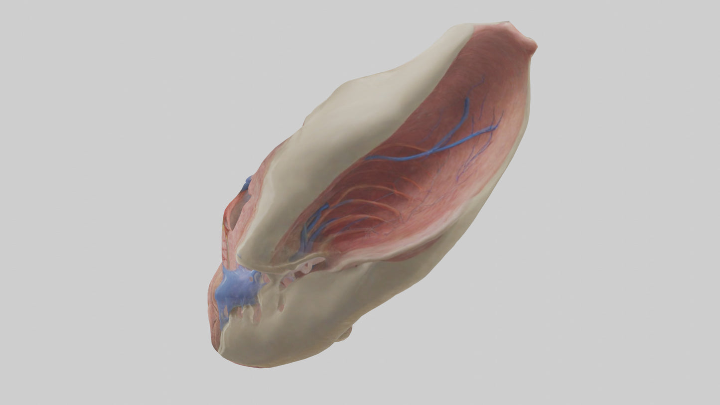 3D model Human Vocal Cords Model VR / AR / low-poly