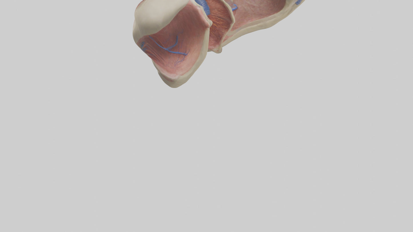 3D model Human Vocal Cords Model VR / AR / low-poly