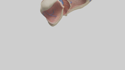 3D model Human Vocal Cords Model VR / AR / low-poly