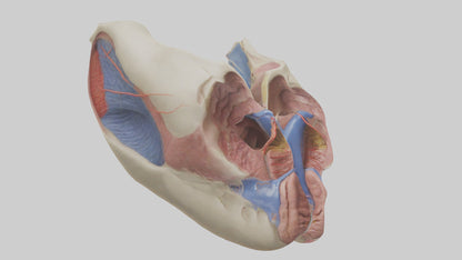 3D model Human Vocal Cords Model VR / AR / low-poly