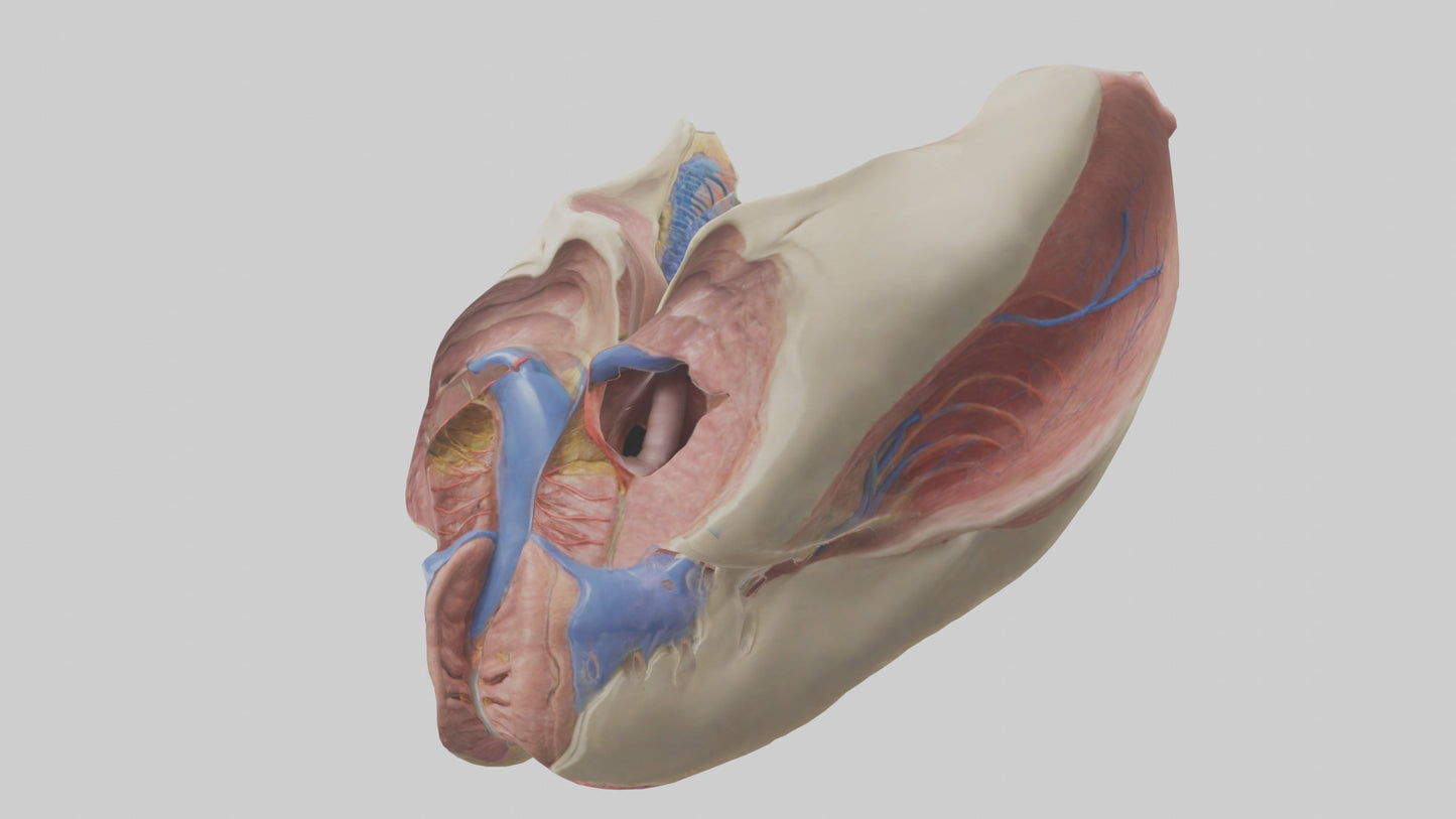 3D model Human Vocal Cords Model VR / AR / low-poly