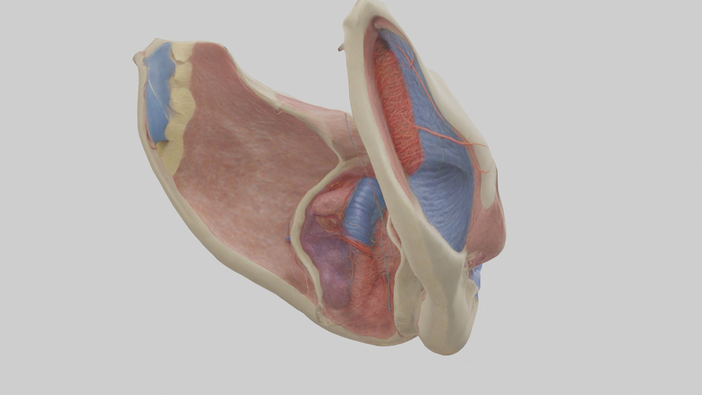 3D model Human Vocal Cords Model VR / AR / low-poly