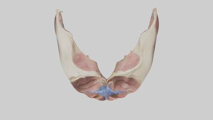 3D model Human Vocal Cords Model VR / AR / low-poly