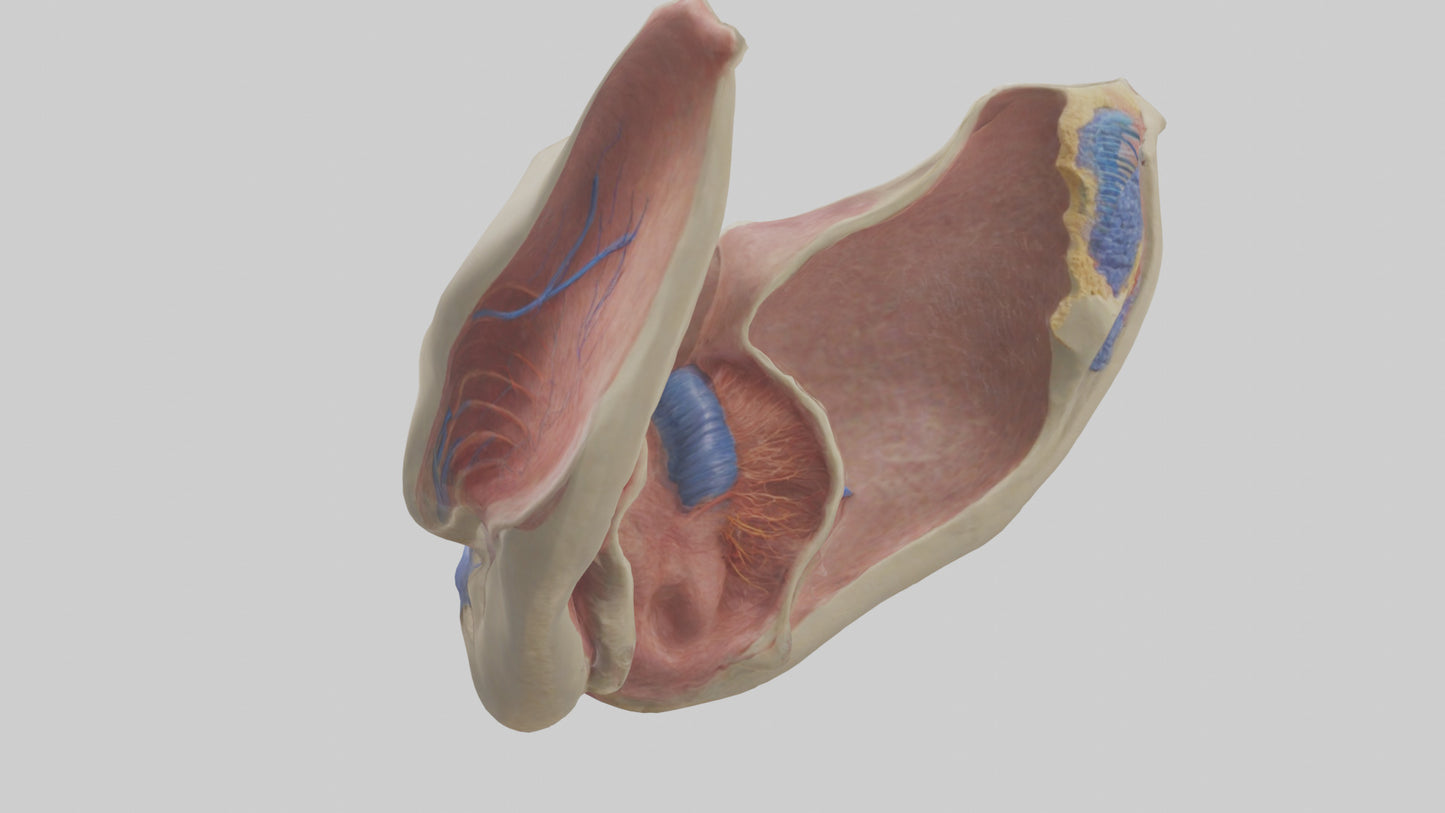 3D model Human Vocal Cords Model VR / AR / low-poly