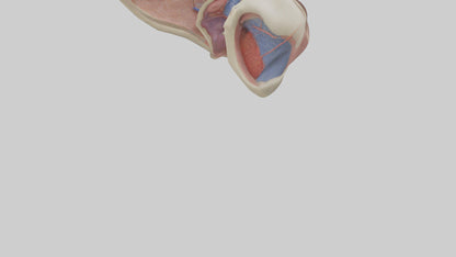 3D model Human Vocal Cords Model VR / AR / low-poly