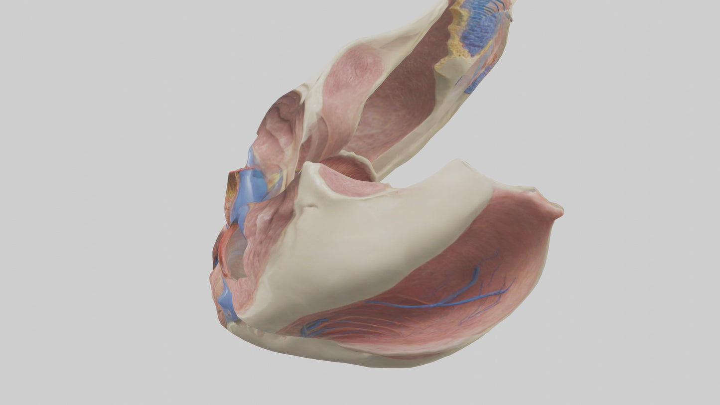 3D model Human Vocal Cords Model VR / AR / low-poly