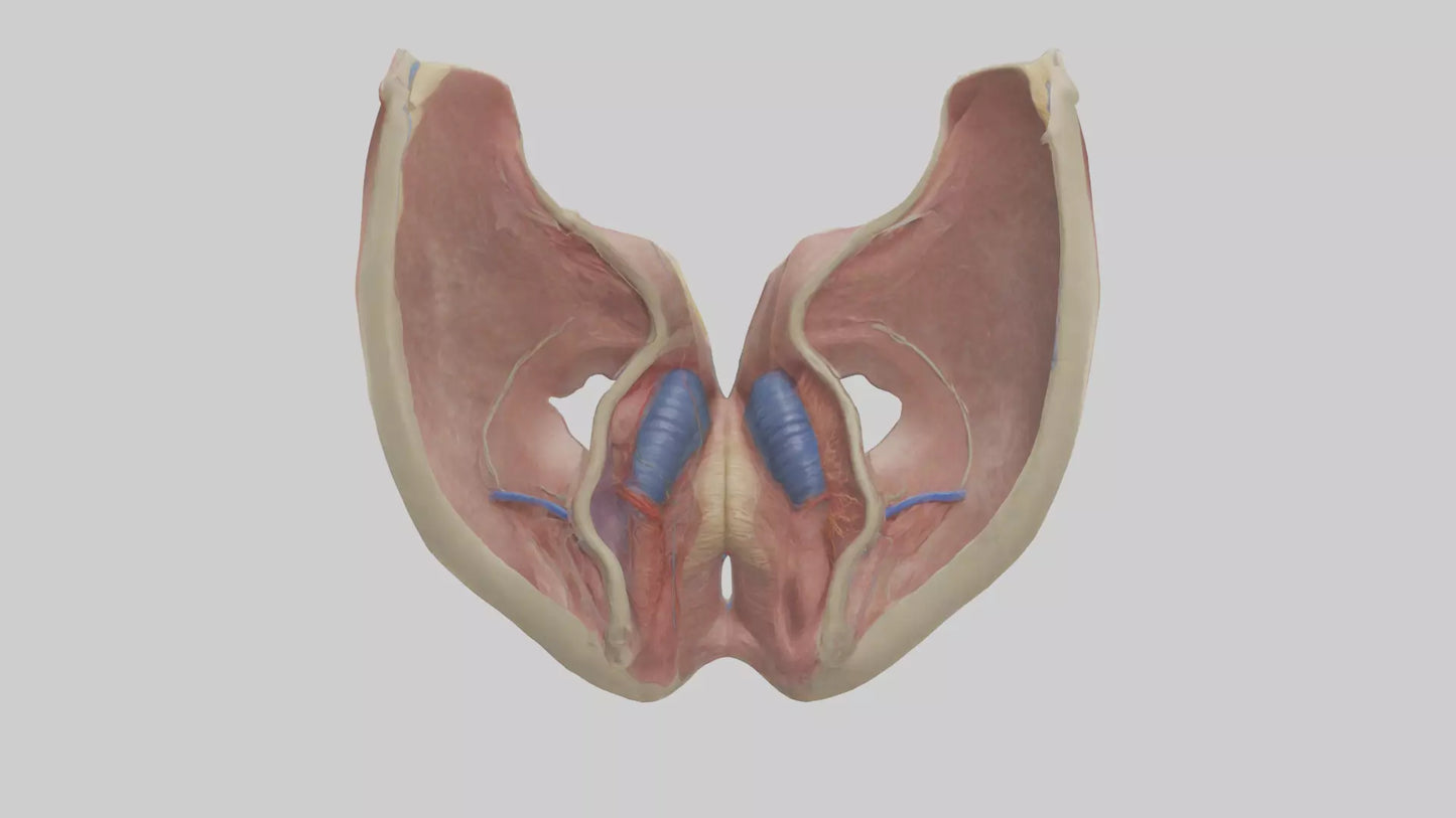 3D model Human Vocal Cords Model VR / AR / low-poly