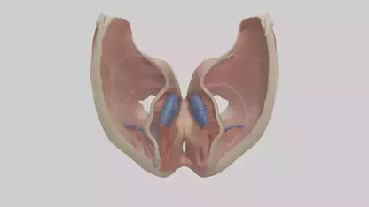 3D model Human Vocal Cords Model VR / AR / low-poly