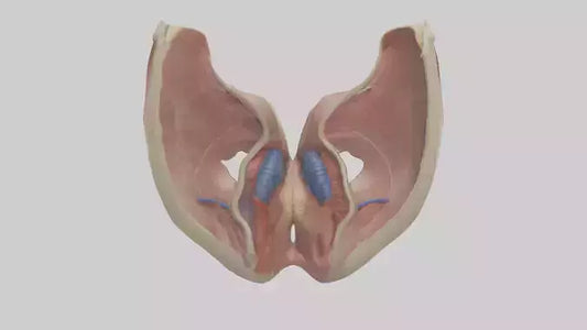 3D model Human Vocal Cords Model VR / AR / low-poly