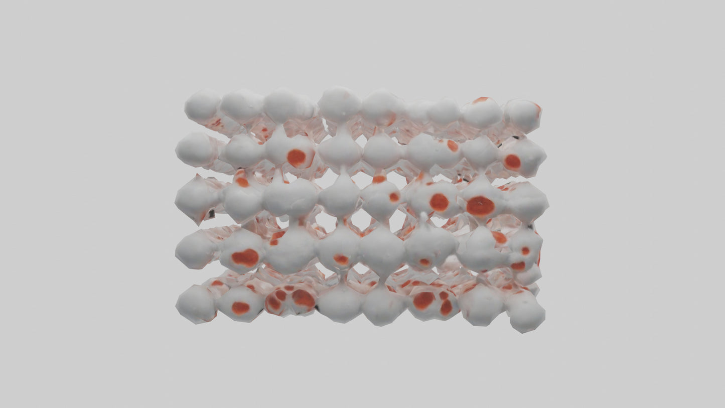 3D model Human White Blood Cells Model VR / AR / low-poly