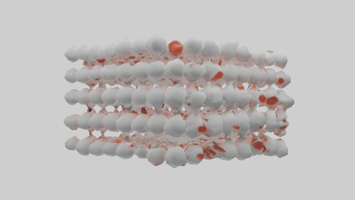 3D model Human White Blood Cells Model VR / AR / low-poly