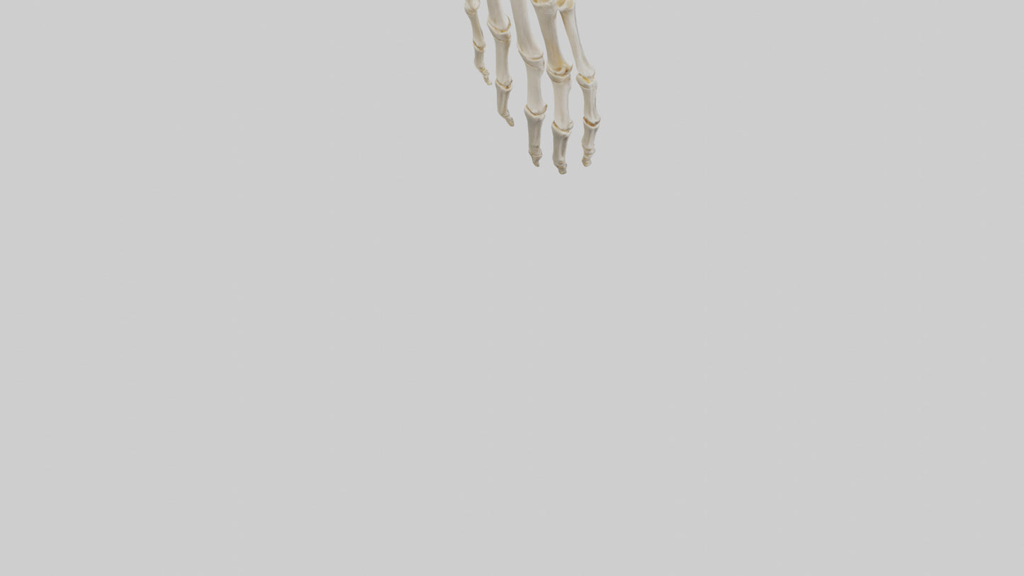 3D model Human Wrist Skeleton model VR / AR / low-poly