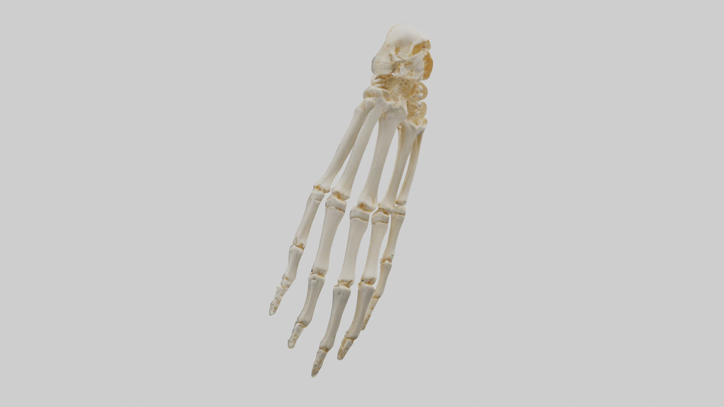 3D model Human Wrist Skeleton model VR / AR / low-poly