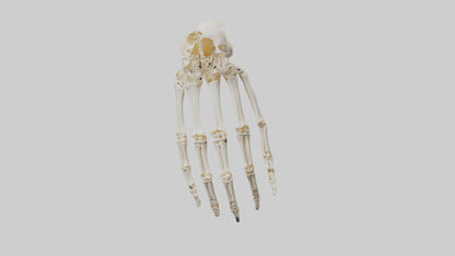 3D model Human Wrist Skeleton model VR / AR / low-poly