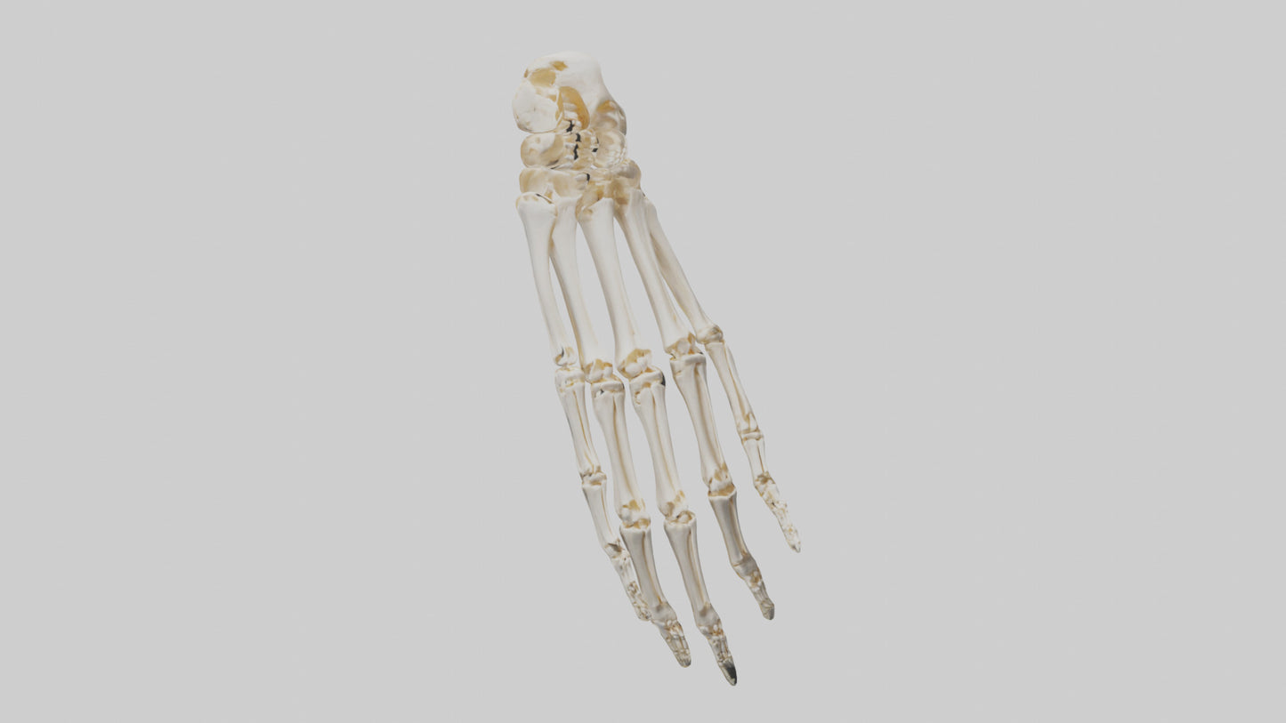 3D model Human Wrist Skeleton model VR / AR / low-poly