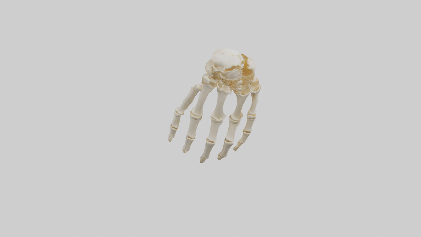 3D model Human Wrist Skeleton model VR / AR / low-poly