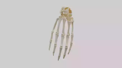 3D model Human Wrist Skeleton model VR / AR / low-poly