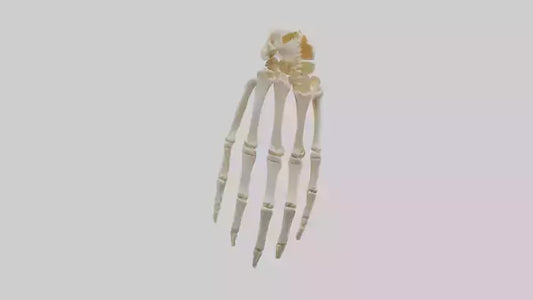 3D model Human Wrist Skeleton model VR / AR / low-poly
