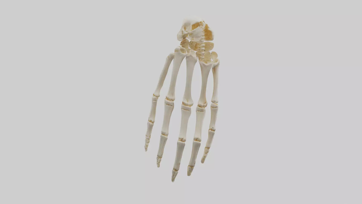 3D model Human Wrist Skeleton model VR / AR / low-poly