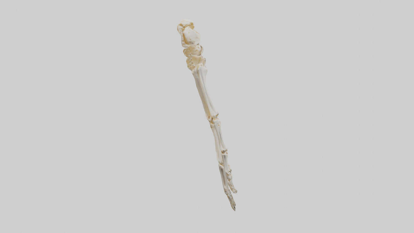 3D model Human Wrist Skeleton model VR / AR / low-poly