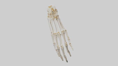 3D model Human Wrist Skeleton model VR / AR / low-poly