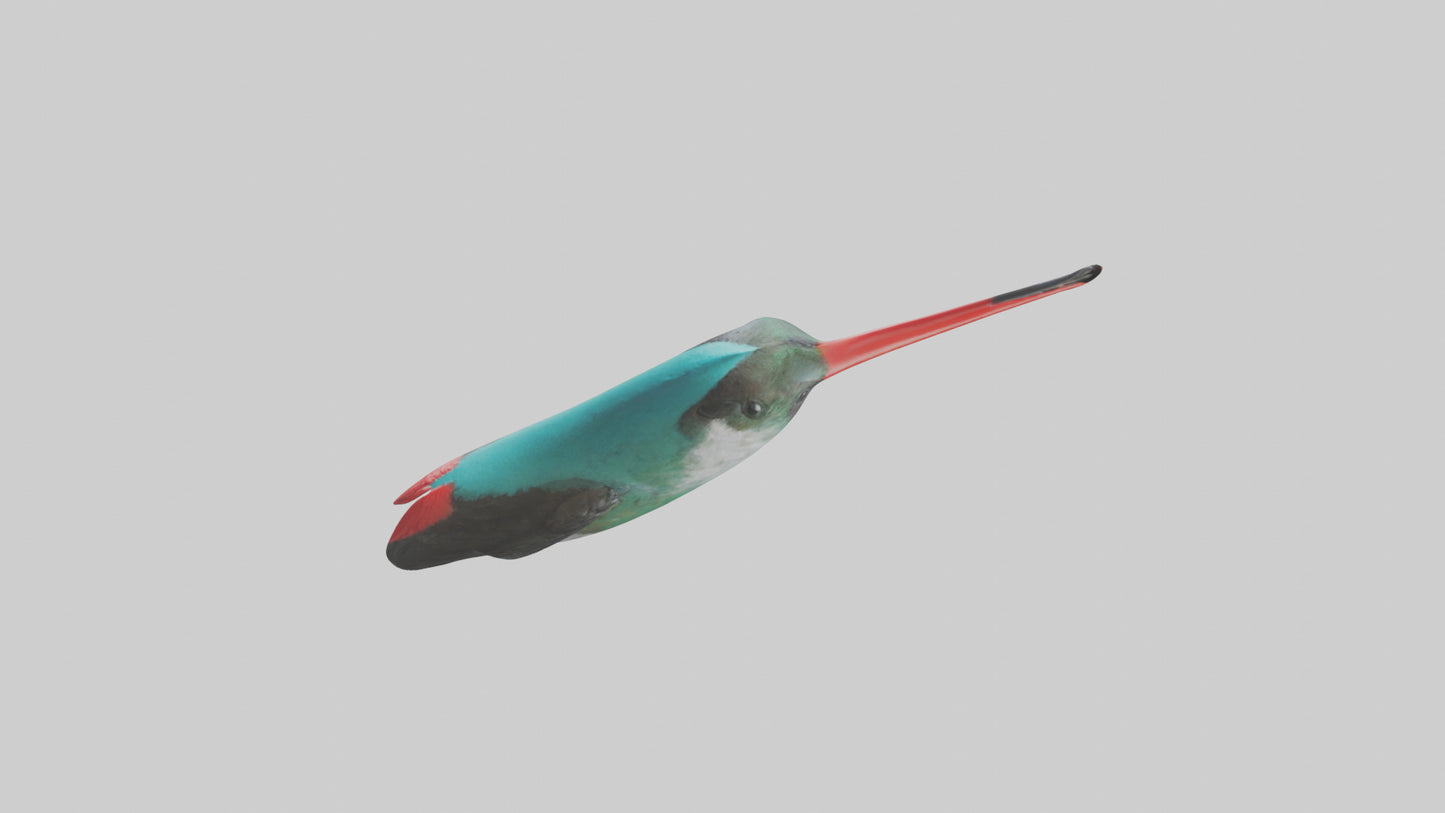 3D model Hummingbird Beak Model VR / AR / low-poly