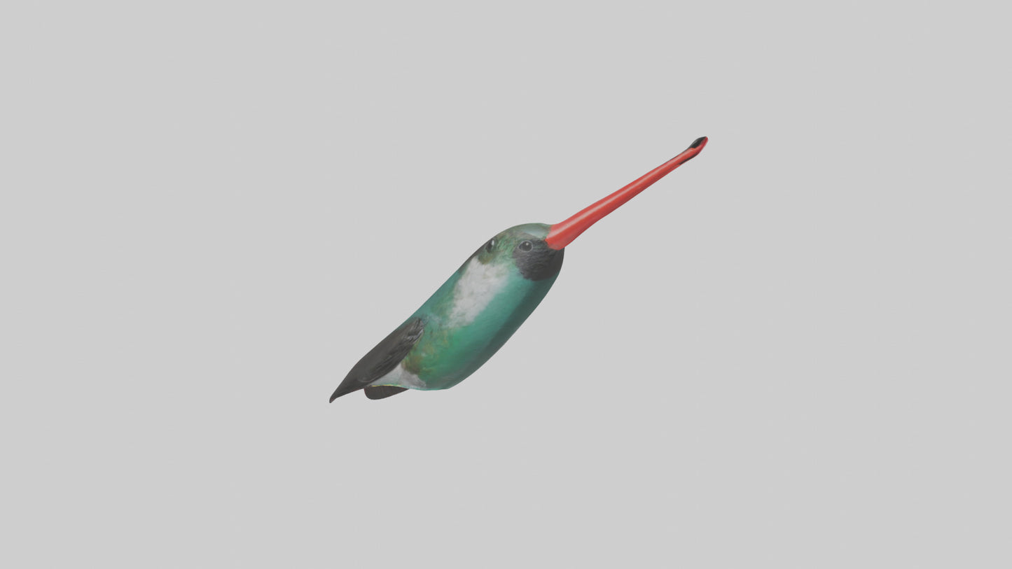 3D model Hummingbird Beak Model VR / AR / low-poly