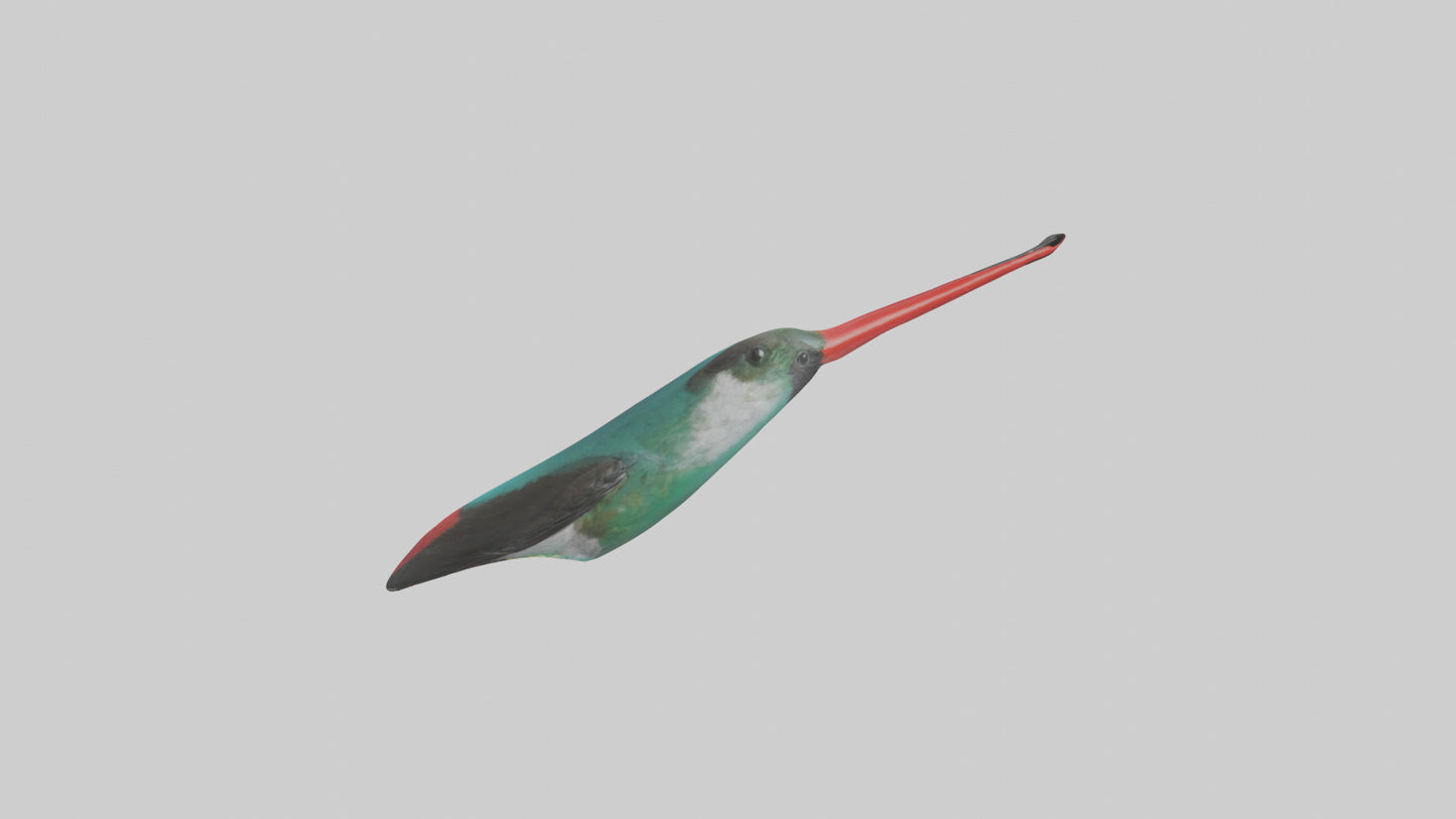 3D model Hummingbird Beak Model VR / AR / low-poly