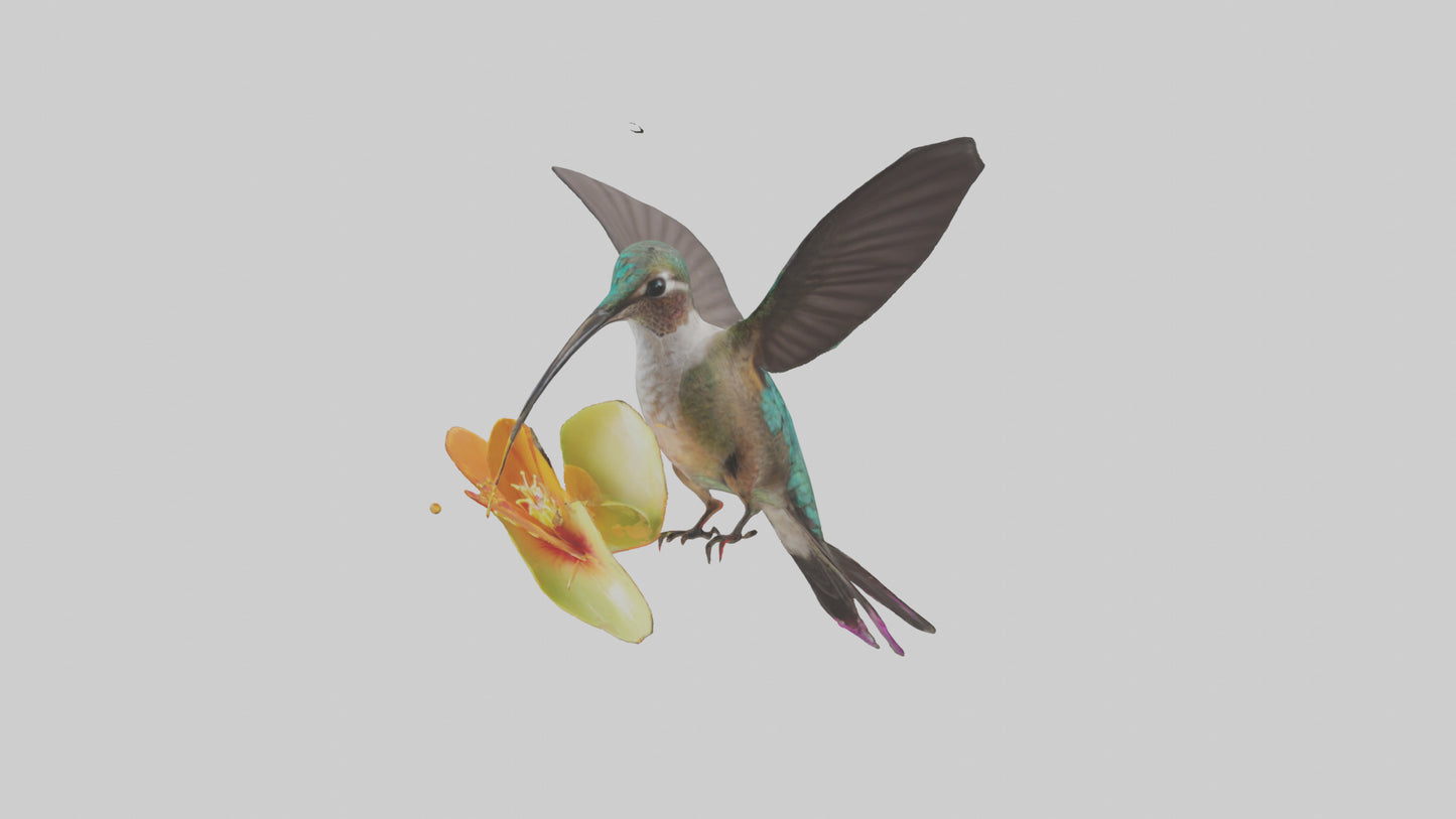 3D model Hummingbird feeding on nectar model VR / AR / low-poly